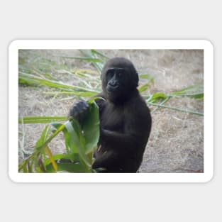 Baby Gorilla illustration Sticker